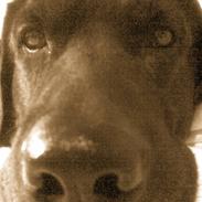 Labrador retriever Jack