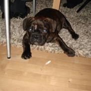 Fransk bulldog Rocky