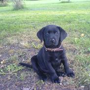 Labrador retriever Bølle