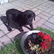Labrador retriever Bølle