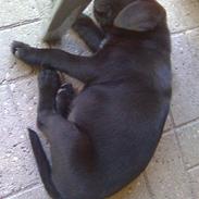 Labrador retriever Bølle