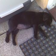 Labrador retriever Bølle