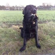 Blanding af racer ebbe jensen