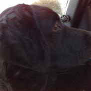 Blanding af racer ebbe jensen