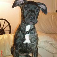 Blanding af racer pixi <3 R.I.P.<3