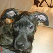 Blanding af racer pixi <3 R.I.P.<3
