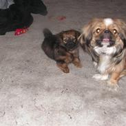Pekingeser møffe & gadekrydset  sif