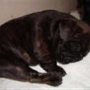Fransk bulldog Rocky