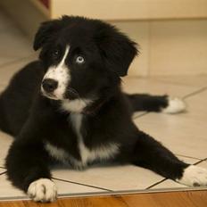 Blanding af racer Emma