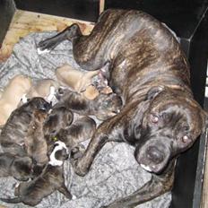 Blanding af racer Mallie 