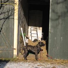 Blanding af racer Mallie 