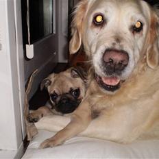 Mops Møffe