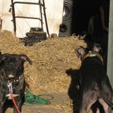 Blanding af racer Mallie 