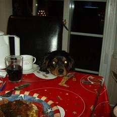 Cavalier king charles spaniel AAdalen´s Hugo