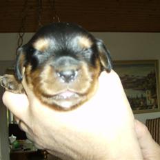 Cavalier king charles spaniel AAdalen´s Hugo