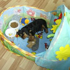 Cavalier king charles spaniel AAdalen´s Hugo