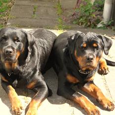 Rottweiler Sussie