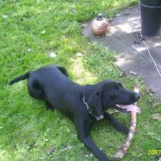 Labrador retriever Vaks