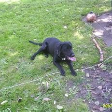 Labrador retriever Vaks