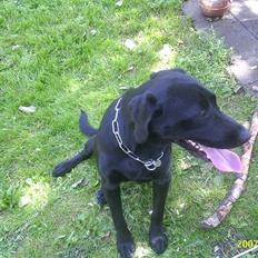Labrador retriever Vaks