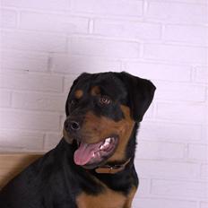 Rottweiler Tyson