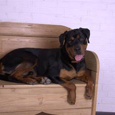 Rottweiler Tyson