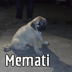 Kangal memati