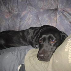 Labrador retriever Nicki