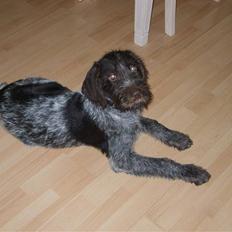 Ruhåret hønsehund Sinco