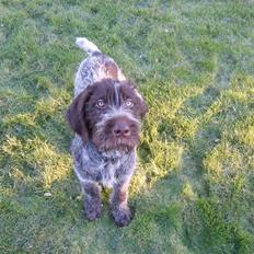 Ruhåret hønsehund Sinco