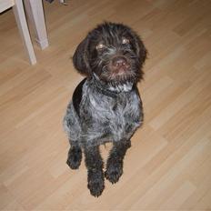 Ruhåret hønsehund Sinco