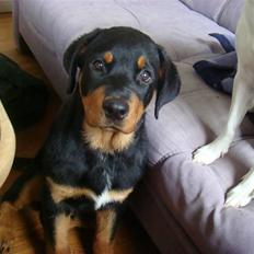 Rottweiler Bertram