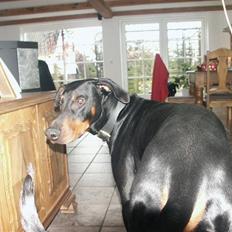 Dobermann Kenzo