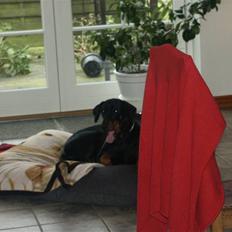 Dobermann Iva