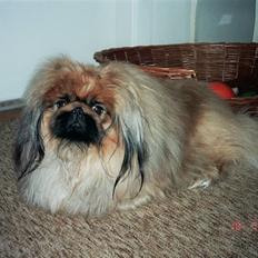 Pekingeser Kisci Fine Kasper.  R.I.P