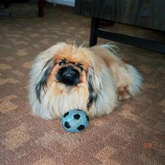 Pekingeser Kisci Fine Kasper.  R.I.P