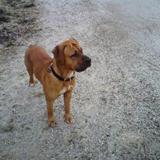 Blanding af racer Amstaff/presa Samson