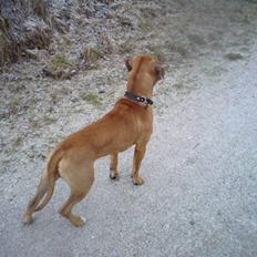 Blanding af racer Amstaff/presa Samson