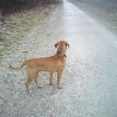 Blanding af racer Amstaff/presa Samson