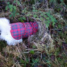 West highland white terrier Vicki # Den bedste!#