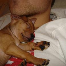 Blanding af racer Mini