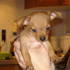 Blanding af racer Mini