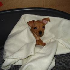 Blanding af racer Mini