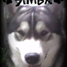 Alaskan malamute Simba 