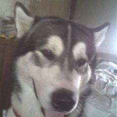 Alaskan malamute Simba 