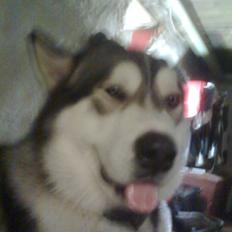 Alaskan malamute Simba 