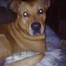 Rhodesian ridgeback Markus | Min Fars |