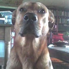 Rhodesian ridgeback Markus | Min Fars |