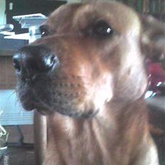 Rhodesian ridgeback Markus | Min Fars |