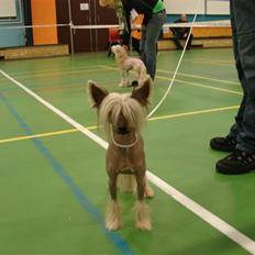 Chinese crested hårløs Quincy